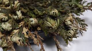 Resurrection plant (Selaginella lepidophylla) |പുനരുത്ഥാന പ്ലാന്റ് (സെലാജിനെല്ല ലെപിഡോഫില്ല)