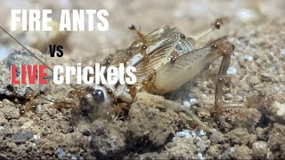 Feeding my AGGRESSIVE Fire Ant Colony *LIVE* Cricket’s (Solenopsis invicta)