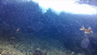 【🐟渓流水中魚動画】Deep Blueの闇に蒼白く輝く雲、雪が舞い光のオーロラが降る。そこに光輝く身を置く者。