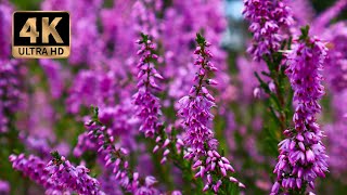 4K De Teut Zonhoven Belgium - Heather (Calluna vulgaris) Flowers - Filmed by Traven Luc