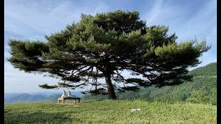 우리도 가봤다! 평창 뷰맛집 / 애견동반캠핑 / 자연속 휴식 / 평창 산너미목장 / 육십마지기 / 반려견과 함께 애견동반여행 캠린이 브이로그