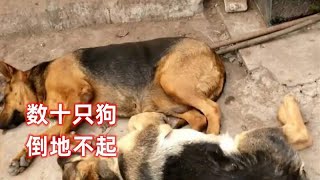 数十头莱州红犬一夜之间到底不起，被人下狠手了吗？原因令人愤怒