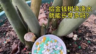 给金钱树浇浇水，就能长芽多吗？