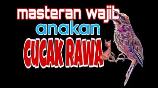 masteran wajib untuk anakan cucak rawa@ringyudisolder187