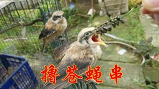 夏天苍蝇多怎么办？农村小伙抓起来撸串，小伯劳很爱吃