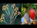 Mango Multiple Grafting Techniques/ Mango Grafting Techniques/Mango Grafting