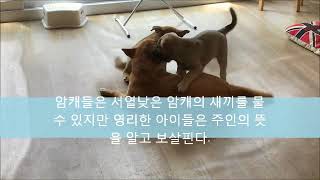 진돗개 무리생활 - 늙고 힘없는 대장이 자리를 지킬 수 있는 비밀?
