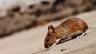 NSW government throw $50 million at ‘out of control’ mouse plague