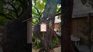 北岡神社⛩️ 宝授の大楠 良縁参り 熊本県熊本市西区