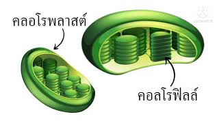 คลอโรพลาสต์