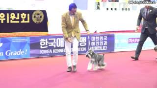 2016.06.19 KKF DOG SHOW - Schnauzer