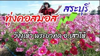 ทุ่งคอสมอส #ต้นกล้าเกษตรแฟร์ สระบุรี #สวนสำราญเมล่อน #สระบุรี