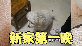 流浪狗到新家，主人好奇她怀孕了？一岁小狗会怀孕？大吃一惊！