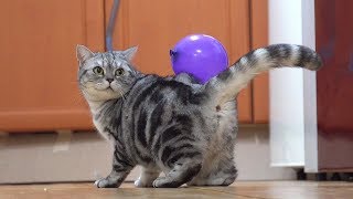 고양이에게 풍선혹 붙이기 Attaching  a Balloon to Cats [SURI\u0026NOEL]