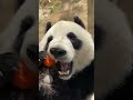 这比小白兔能吃胡萝卜啊 #大熊猫 #熊猫 #panda