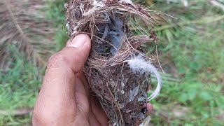 Mencari sarang burung sogon otong poin anak tunggal ‼️