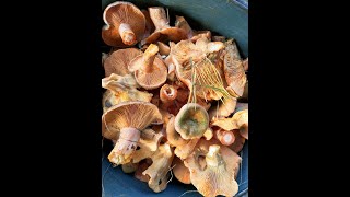 Рижик.  Найсмачніший гриб Поділля.     (Lactarius deliciosus)