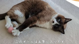 猫の大好きなボール遊び飽きるのも早かった！