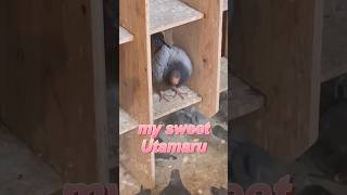 マイスイート歌丸師匠#pigeonlover #pigeon #鳩 #レース鳩 #鳥 #shorts #レース鳩の歌丸