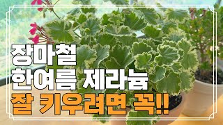 장마철, 한여름 제라늄 관리 이것만 알면 쉬워요~ | 웃자란 제라늄 관리, 여름철 분갈이, 삽목 꿀팁!