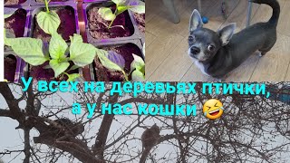 Огород.🌿 Гуляем с 🐶 Зольфиком. Перевалка рассады 🌶 перца.