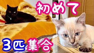 初めてウチの猫が３匹同じ場所に揃いました♪それぞれの反応が、、♪