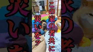 【切り抜き】災いを呼ぶ三毛猫 #アテレコ #柴犬スティーブ #アフレコ