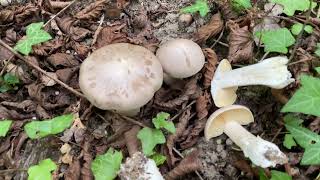 Entoloma sinuatum, September 23, 2022