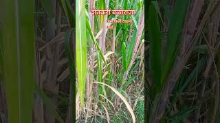 ऊस किती वाढला आहे#ऊसशेती #ऊसतोड #ऊसलागवड #शेतकरी #शेती#farmer #video