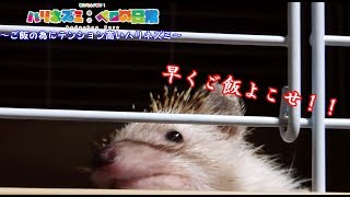 【ハリネズミ】～ご飯の為にテンション高いハリネズミ～