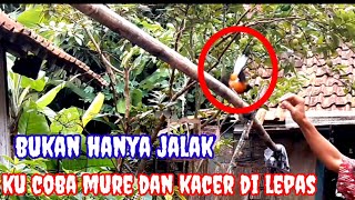 sarang jalak di depan pintu rumah kita panen