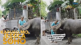 67-anyos na lola, emosyonal na nagpaalam sa kanyang alagang kalabaw | Kapuso Mo, Jessica Soho