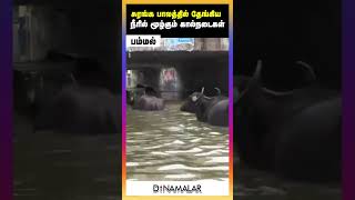 சுரங்க பாலத்தில் தேங்கிய நீரில் மூழ்கும் கால்நடைகள்