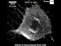Mitosis In Mesenchymal Stem Cells