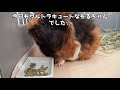 なにこれ？変な水の飲み方をするモルモット　guinea pig drinks water.