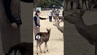 奈良の鹿に囲まれて幸せな観光客 | 日本鹿公園 | 奈良鹿公園 | 奈良鹿