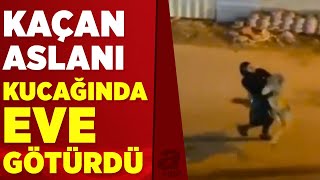 Dünya bu görüntüleri konuşuyor! Evden kaçan aslanı yakalayıp kucağında taşıdı | A Haber