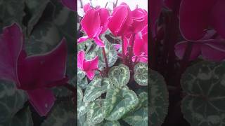 지금 화려하게 피어있는! 시클라멘! Cyclamen! 꽃말은 수줍음! 시기! 질투! #nature #garden #flowers #beautiful #cute #꽃