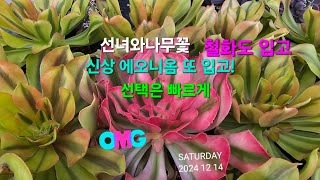 (신상)에오니움입고! ❤️ 로얄골드, 핑크플라워,스칼렛,아뉴슈카장미 등등