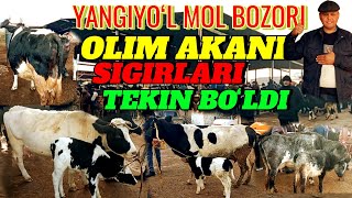 YANGIYOʻL MOL BOZORIDA ONA -BOLA SIGIRLAR NARXLARI 🐄🐄💯