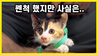 사납게 하악질하던 새끼고양이는 사실 사랑이 필요했습니다