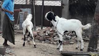 Jamnapari purebreed goats | ஜமுனாபாரி ஆடுகள் |  தமிழ்நாடு