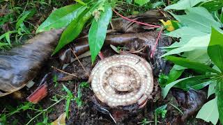 PINAKASIMPLENG PARAAN PAANO PATAYIN PUNO NG SAGING MAYSAKIT? KALINGAP RAB/ VAL SANTOS MATUBANG