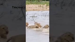 யாருடா இவ பாட்டுபாடி தூங்குற முதலைய எழுப்பி விட்டுருவான் போல #funny #animals🦁🦁🦁🦁🦁🦁🦁🦁🦁 #comedyvideos