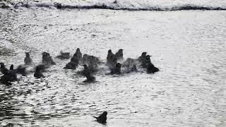 A flock of starlings bathing/ムクドリの群れの水浴び