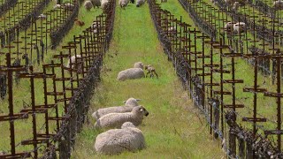 Relax with Sheep at Shafer Vineyards in Napa Valley - 6 hours 4K