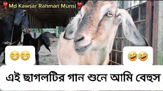 এই ছাগলটির গান শুনে আমি বেহুশ সম্পূর্ণ ভিডিও দেখলে মজা পাবেন