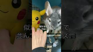 人形と遊んでたらクシャミが出てしまうチンチラ＃chinchilla＃チンチラ＃shorts