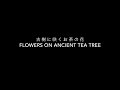 古樹に咲くお茶の花 flowers on ancient tea tree