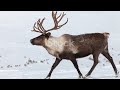 the great canadian caribou migration a natural wonder animal2024 wildlife